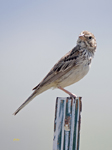 Vesper Sparrow